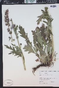 Phacelia sericea image