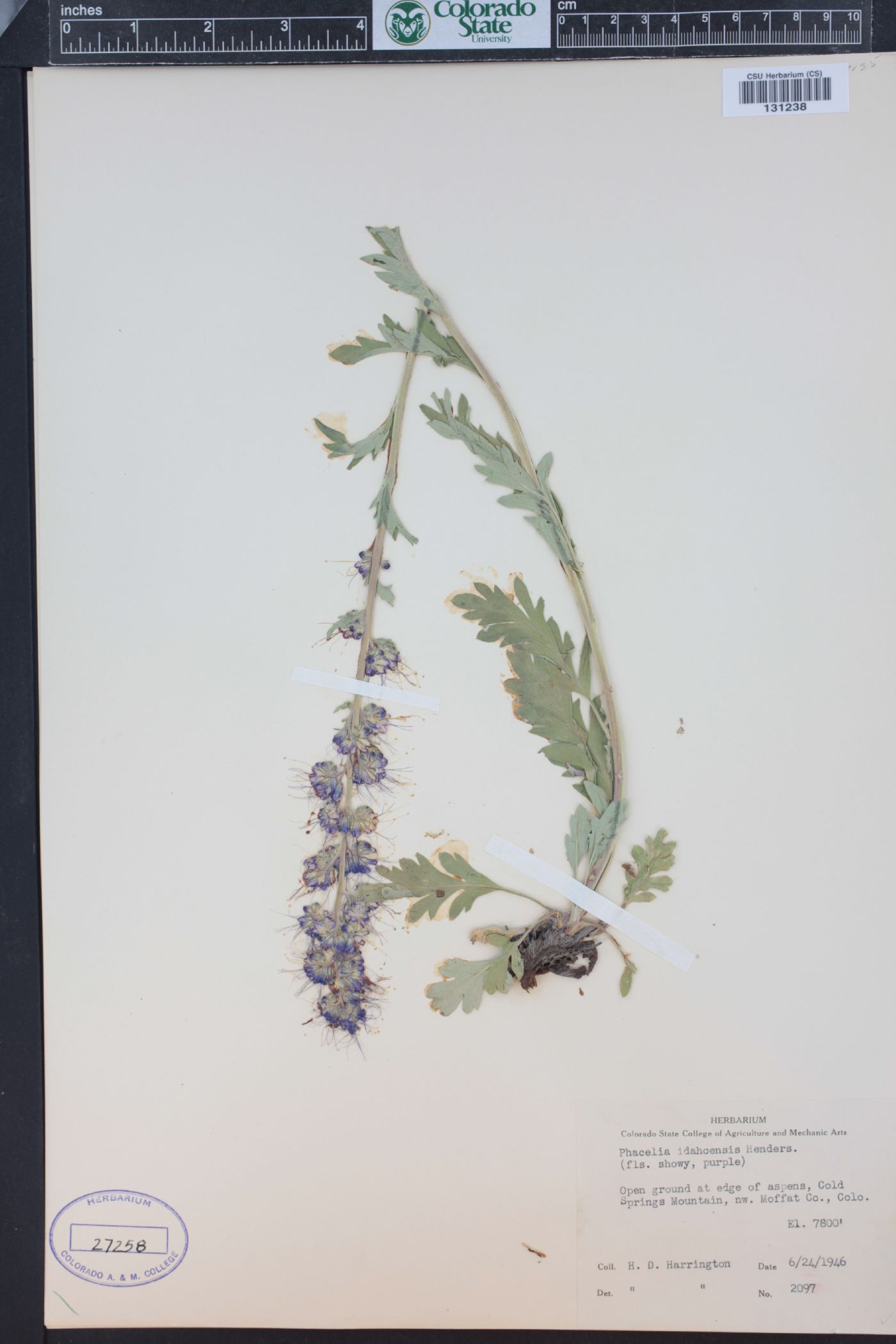 Phacelia sericea subsp. ciliosa image