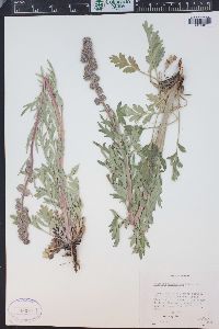 Phacelia sericea subsp. ciliosa image