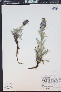 Phacelia sericea image