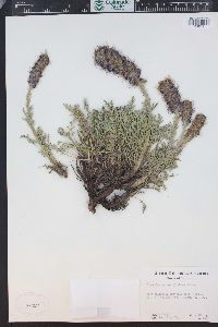 Phacelia sericea image