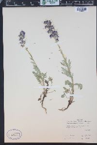 Phacelia sericea image