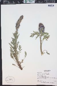 Phacelia sericea image