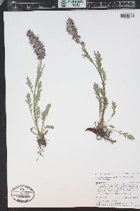 Phacelia sericea image