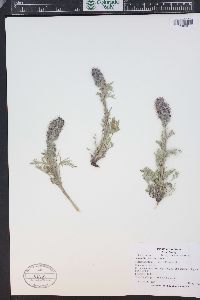 Phacelia sericea image