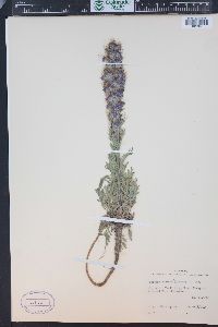 Phacelia sericea image