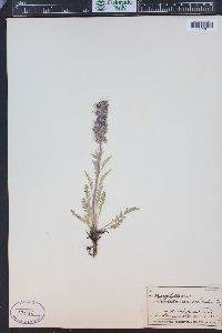 Phacelia sericea image