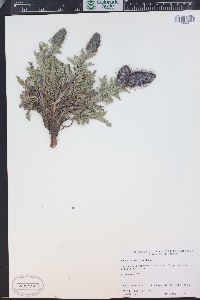 Phacelia sericea image