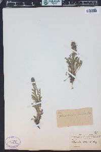 Phacelia sericea image