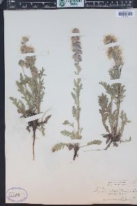 Phacelia sericea image