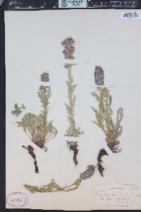 Phacelia sericea image