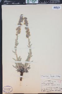 Phacelia sericea image