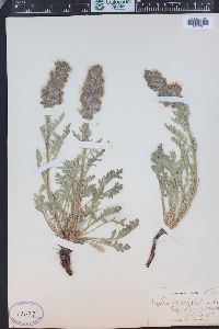 Phacelia sericea image