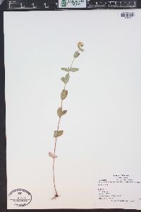 Hypericum scouleri image