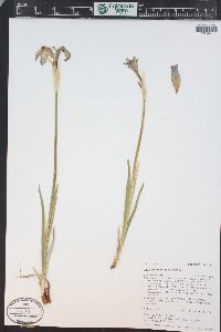 Iris missouriensis image