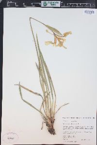 Iris missouriensis image