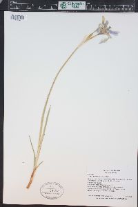 Iris missouriensis image