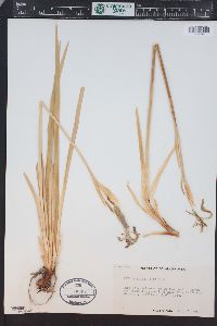 Iris missouriensis image