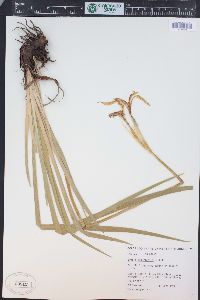 Iris missouriensis image