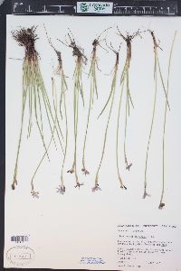 Sisyrinchium idahoense var. occidentale image