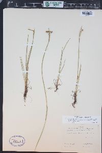 Sisyrinchium idahoense image