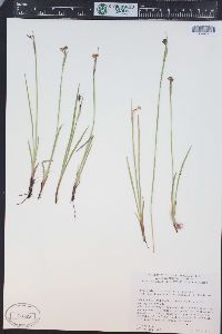 Sisyrinchium idahoense image