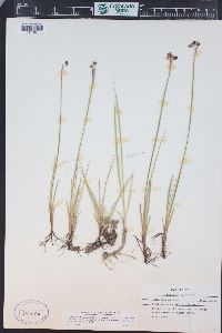 Sisyrinchium idahoense var. occidentale image