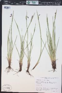 Sisyrinchium montanum image