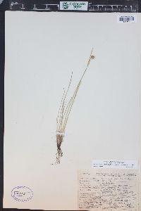 Sisyrinchium montanum image