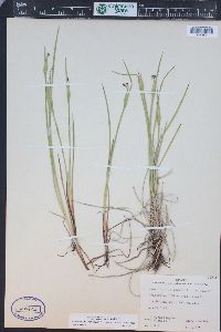 Sisyrinchium montanum image