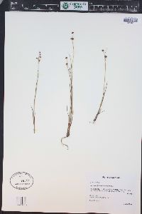 Juncus alpinoarticulatus image