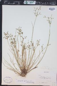 Juncus articulatus image