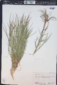 Juncus articulatus image