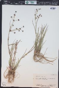 Juncus articulatus image