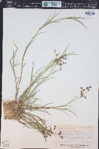 Juncus articulatus image