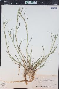 Juncus articulatus image