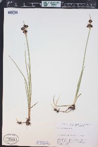 Juncus castaneus image