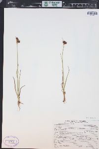 Juncus castaneus image