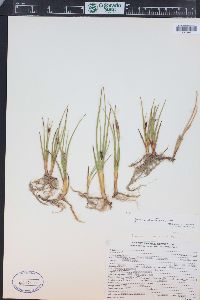 Juncus castaneus image