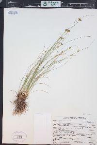 Juncus confusus image