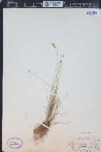 Juncus confusus image