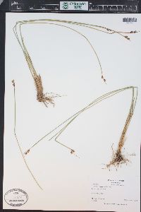 Juncus drummondii image