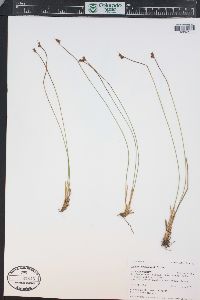 Juncus drummondii image