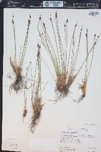 Juncus drummondii image