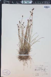 Juncus drummondii image