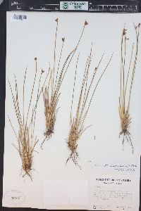 Juncus drummondii image