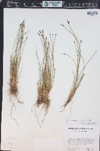 Juncus drummondii image