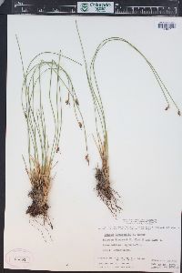 Juncus drummondii image