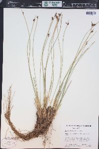 Juncus drummondii image