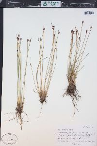 Juncus drummondii image